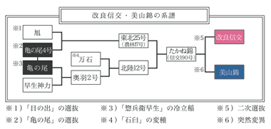美山錦